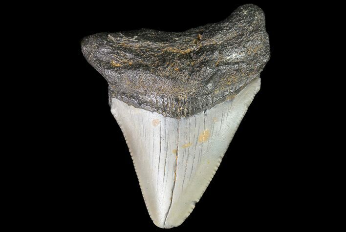 Bargain, Megalodon Tooth - North Carolina #76316